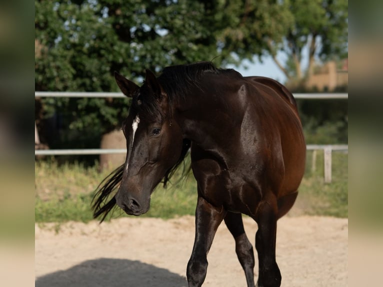 Westfale Wallach 4 Jahre 163 cm Schwarzbrauner in Hille