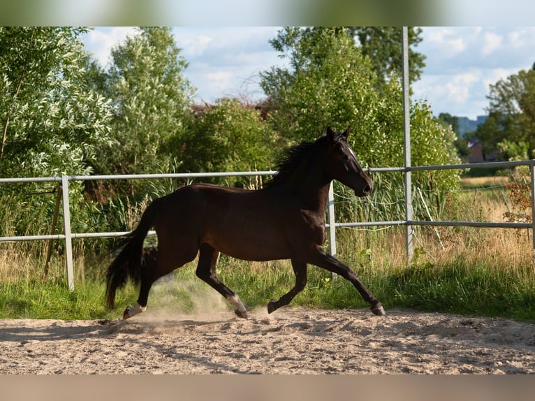 Westfale Wallach 4 Jahre 163 cm Schwarzbrauner in Hille