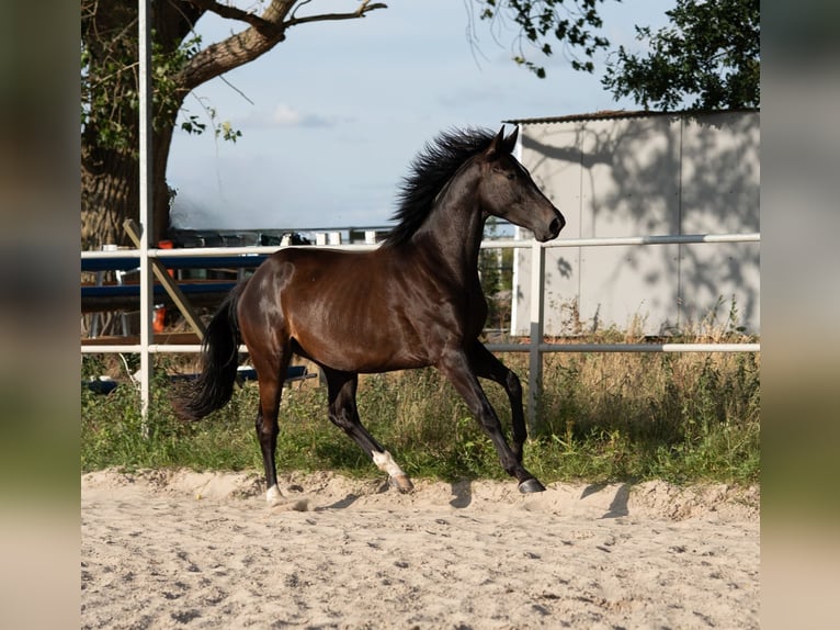 Westfale Wallach 4 Jahre 163 cm Schwarzbrauner in Hille