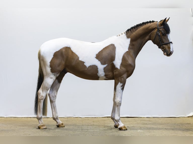 Westfale Wallach 4 Jahre 163 cm  in Waddinxveen