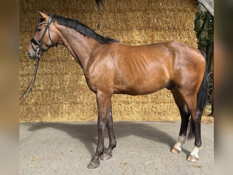 Westfale Wallach 4 Jahre 164 cm Brauner in Steinhagen