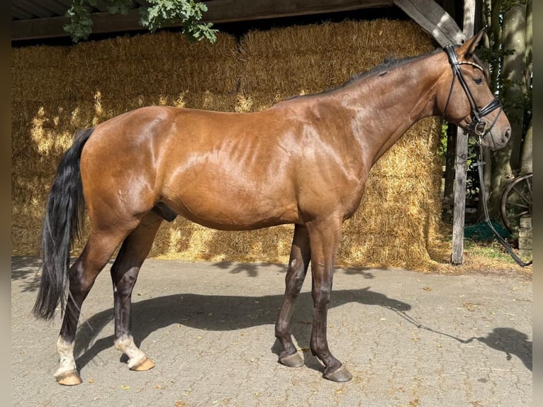 Westfale Wallach 4 Jahre 164 cm Brauner in Steinhagen