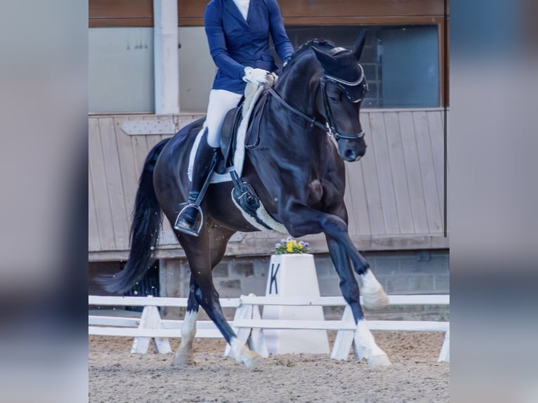 Westfale Wallach 4 Jahre 164 cm Dunkelbrauner in Kreuzau