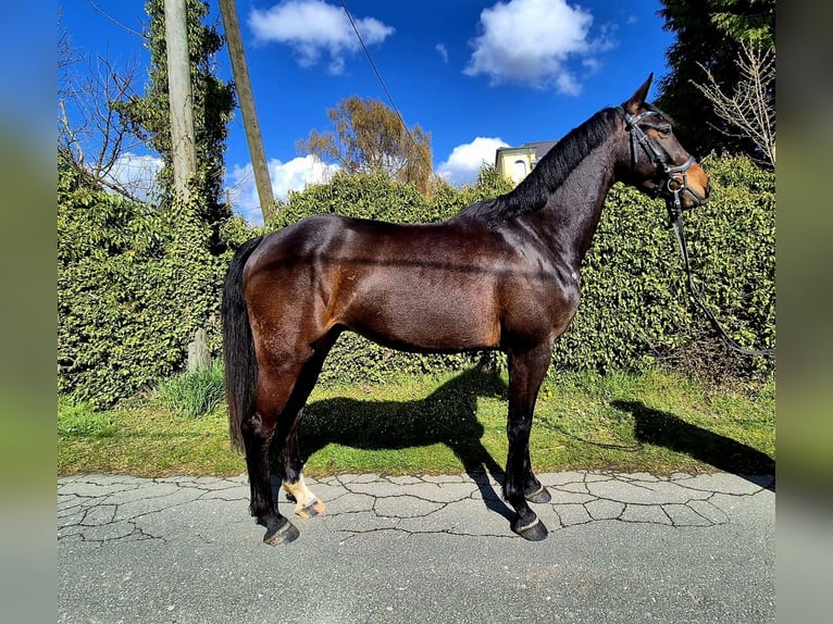Westfale Wallach 4 Jahre 164 cm Dunkelbrauner in Dortmund