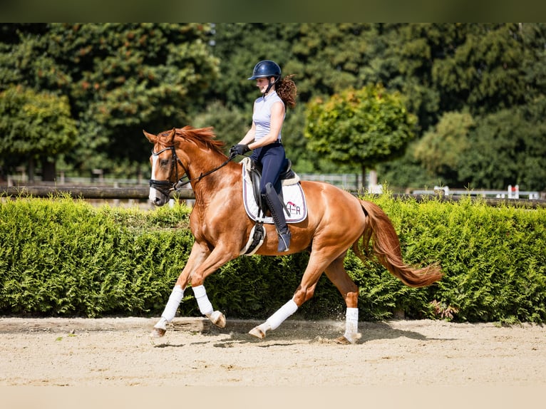 Westfale Wallach 4 Jahre 164 cm Fuchs in Marl