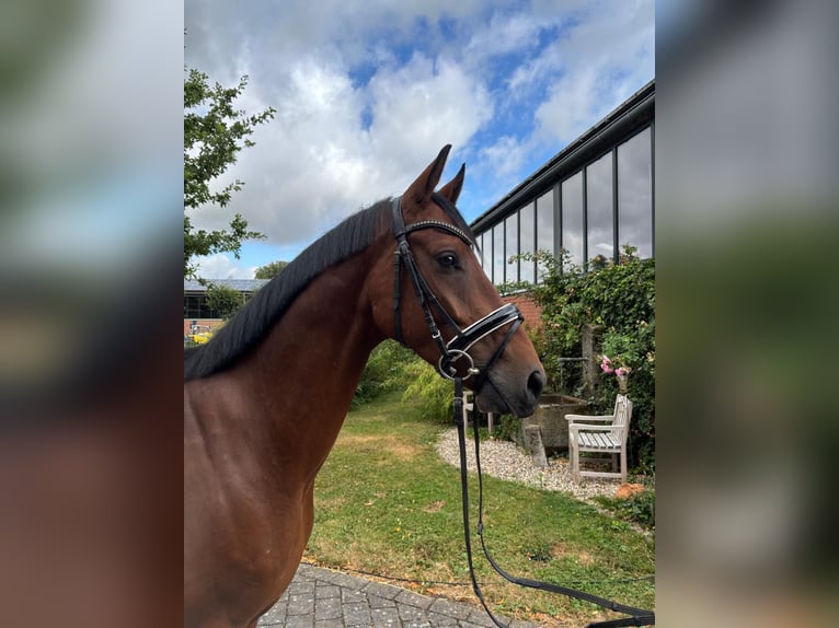 Westfale Wallach 4 Jahre 165 cm Brauner in Altenberge