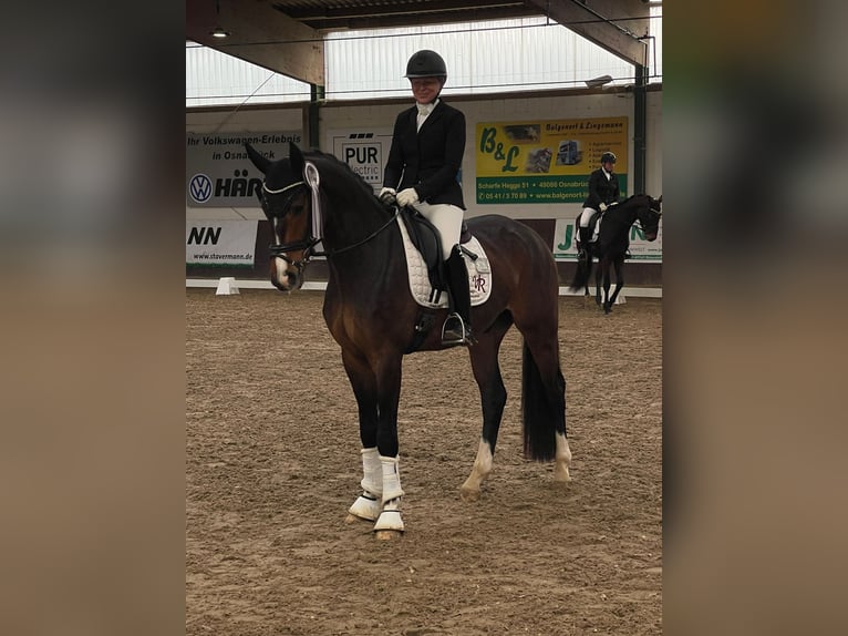 Westfale Wallach 4 Jahre 165 cm Brauner in Löhne