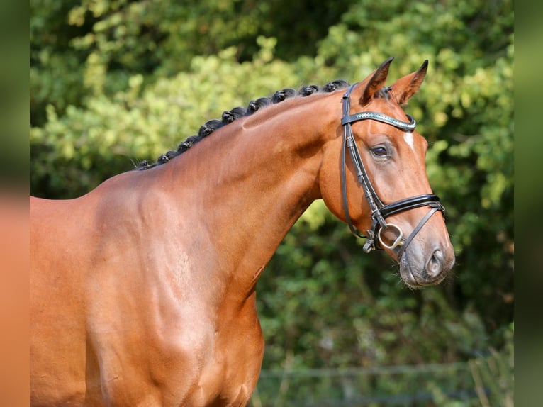 Westfale Wallach 4 Jahre 165 cm Brauner in Nordwalde