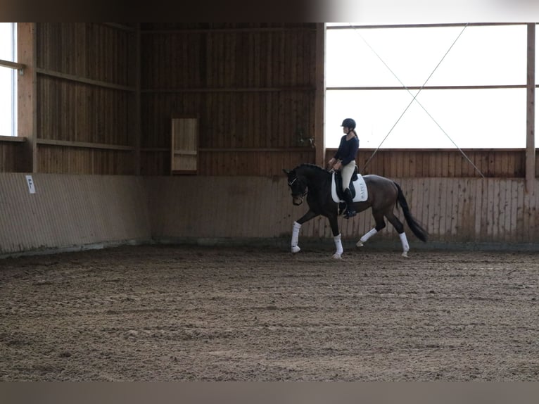 Westfale Wallach 4 Jahre 165 cm Brauner in Fürstenau