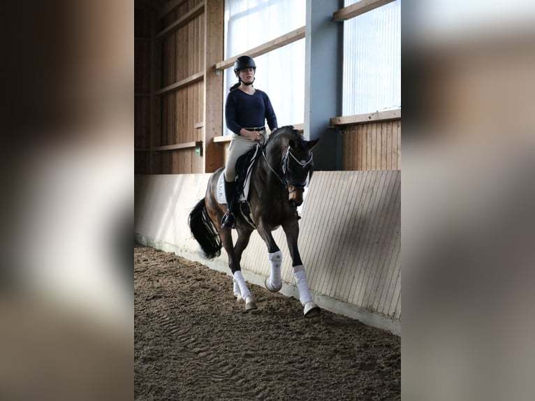 Westfale Wallach 4 Jahre 165 cm Brauner in Fürstenau