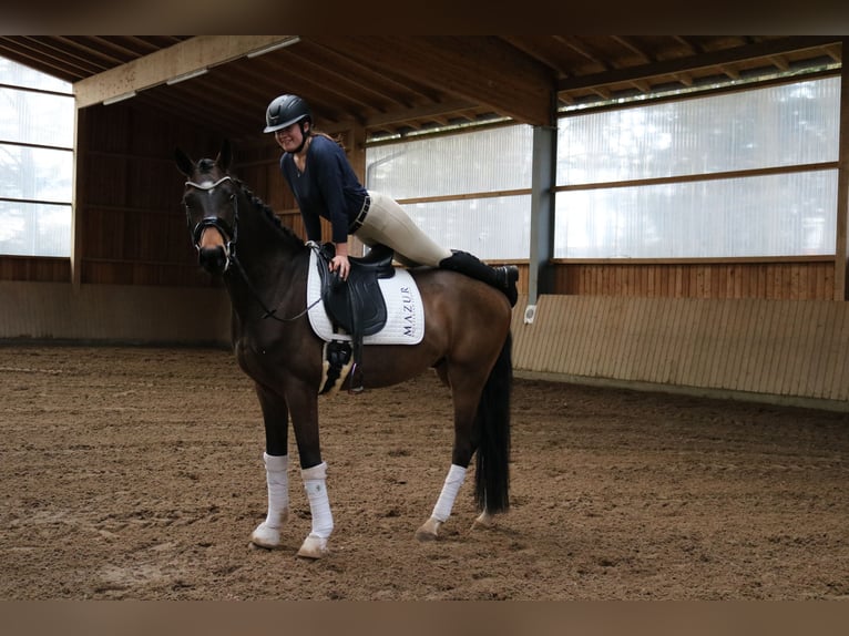 Westfale Wallach 4 Jahre 165 cm Brauner in Fürstenau