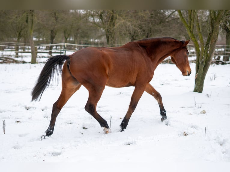 Westfale Wallach 4 Jahre 165 cm Brauner in Uedem