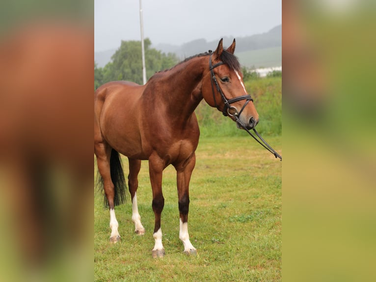 Westfale Wallach 4 Jahre 165 cm Brauner in Neuenrade