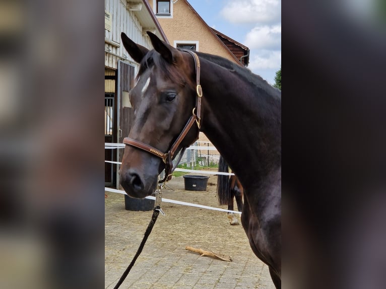 Westfale Wallach 4 Jahre 165 cm Dunkelbrauner in Trochtelfingen