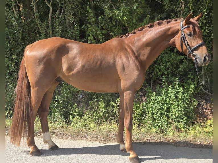 Westfale Wallach 4 Jahre 165 cm Dunkelfuchs in Womrath