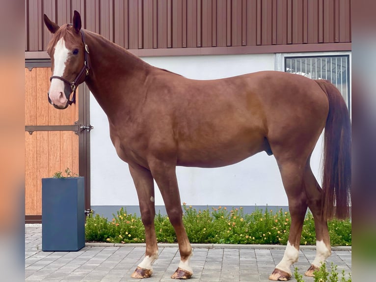 Westfale Wallach 4 Jahre 165 cm Fuchs in Dornburg