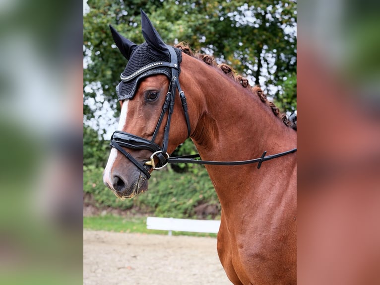 Westfale Wallach 4 Jahre 165 cm Fuchs in Ahlen