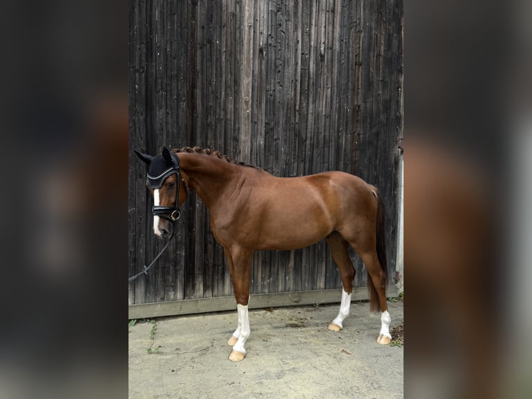 Westfale Wallach 4 Jahre 165 cm Fuchs in Ahlen