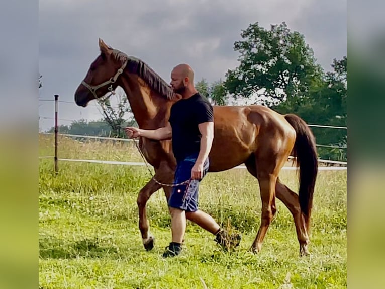 Westfale Wallach 4 Jahre 165 cm Rotfuchs in Gummersbach