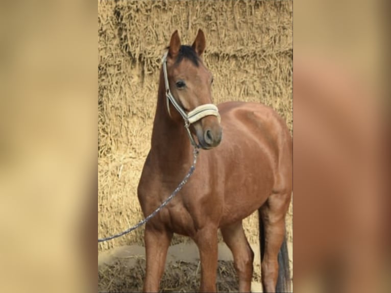 Westfale Wallach 4 Jahre 165 cm Rotfuchs in Overath