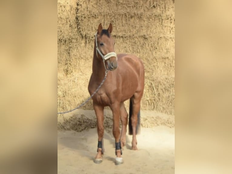 Westfale Wallach 4 Jahre 165 cm Rotfuchs in Overath