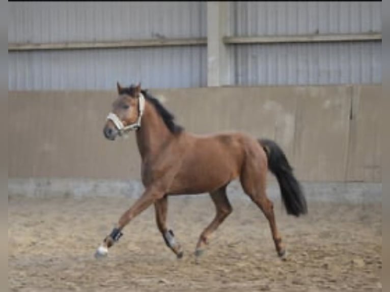 Westfale Wallach 4 Jahre 165 cm Rotfuchs in Overath