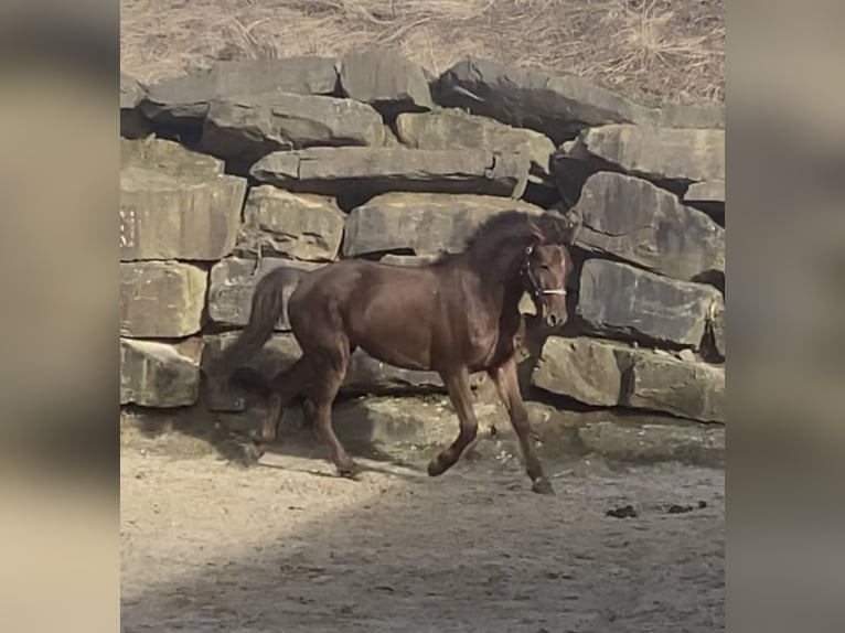 Westfale Wallach 4 Jahre 165 cm Rotfuchs in Overath