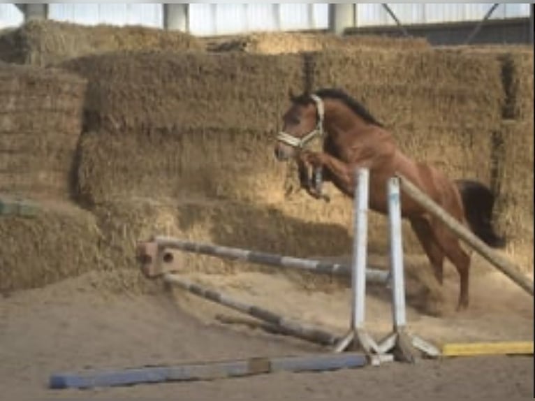 Westfale Wallach 4 Jahre 165 cm Rotfuchs in Overath
