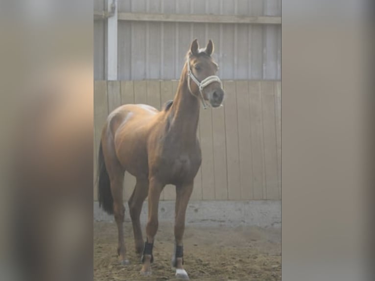 Westfale Wallach 4 Jahre 165 cm Rotfuchs in Overath