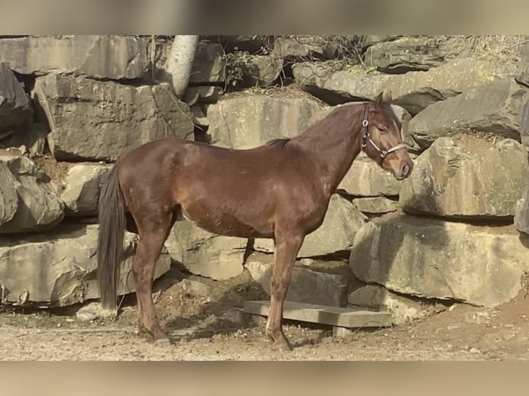 Westfale Wallach 4 Jahre 165 cm Rotfuchs in Overath