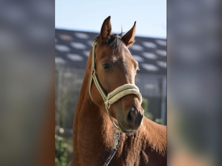 Westfale Wallach 4 Jahre 165 cm Rotfuchs in Overath