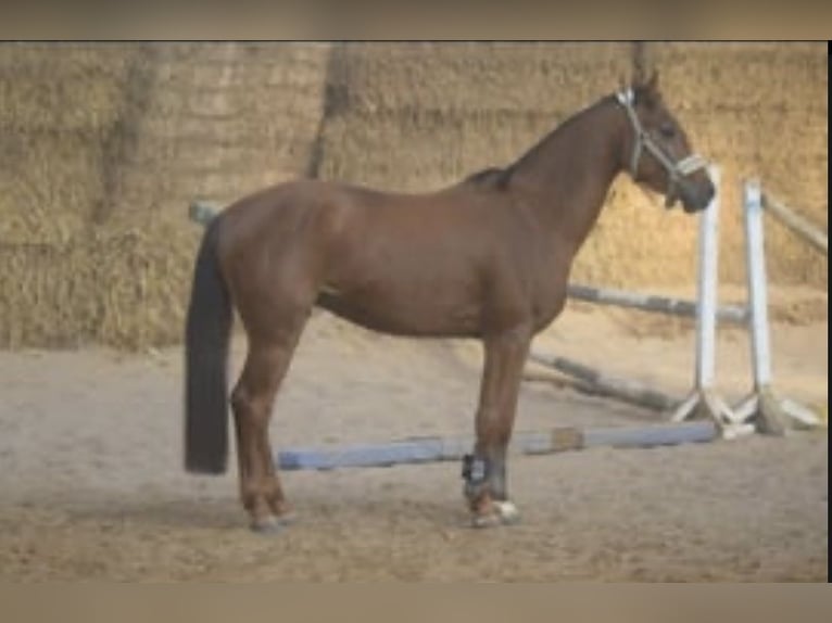 Westfale Wallach 4 Jahre 165 cm Rotfuchs in Overath