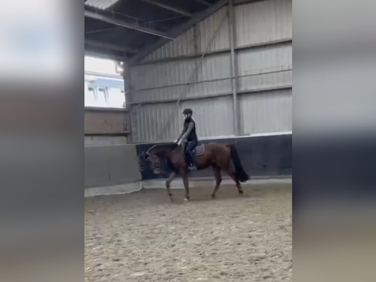 Westfale Wallach 4 Jahre 165 cm Rotfuchs in Overath