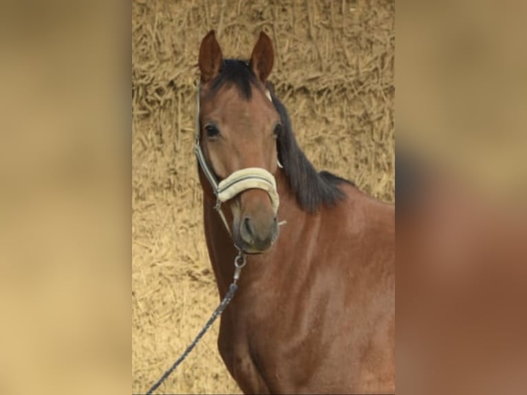 Westfale Wallach 4 Jahre 165 cm Rotfuchs in Overath