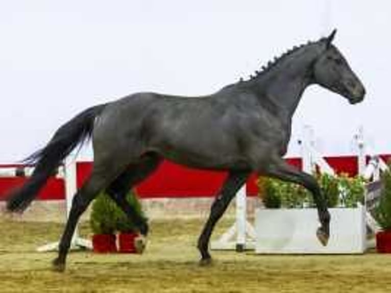 Westfale Wallach 4 Jahre 165 cm Schwarzbrauner in Waddinxveen