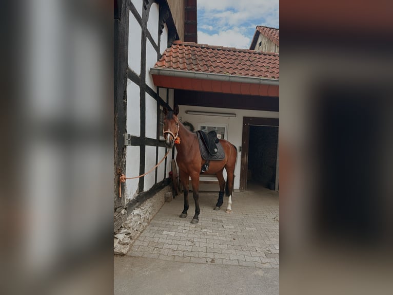 Westfale Wallach 4 Jahre 166 cm Brauner in Bielefeld