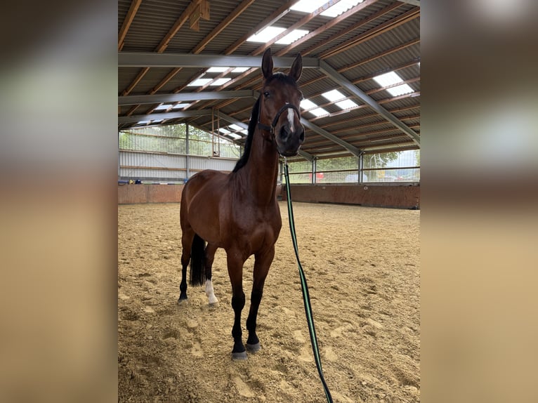 Westfale Wallach 4 Jahre 166 cm Brauner in Bielefeld