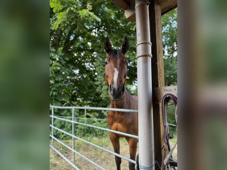 Westfale Wallach 4 Jahre 166 cm Brauner in Bielefeld