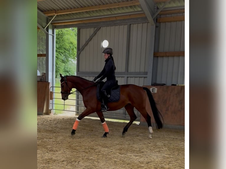 Westfale Wallach 4 Jahre 166 cm Brauner in Bielefeld