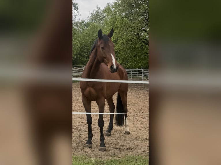 Westfale Wallach 4 Jahre 166 cm Brauner in Bielefeld