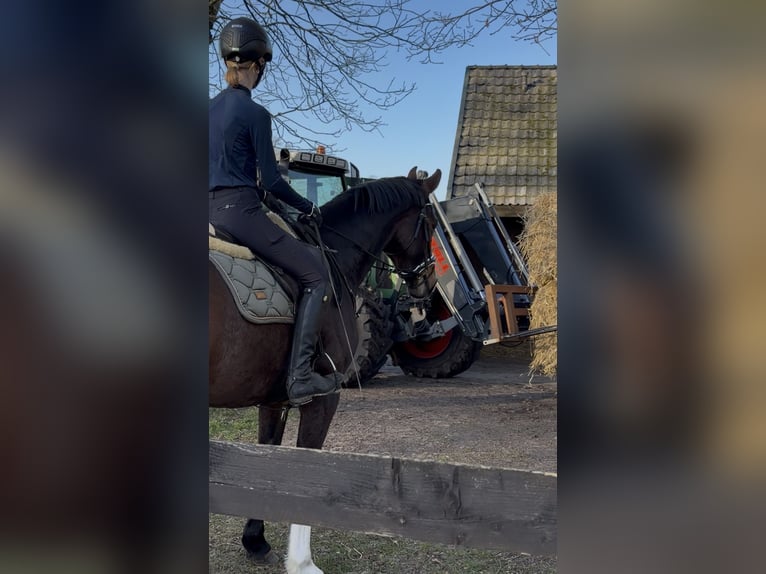 Westfale Wallach 4 Jahre 166 cm Brauner in Gronau (Westfalen)