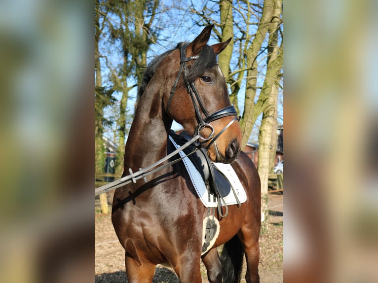 Westfale Wallach 4 Jahre 166 cm in F&#xFC;rstenau