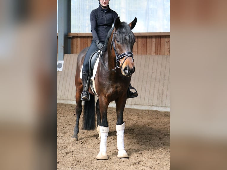 Westfale Wallach 4 Jahre 166 cm in F&#xFC;rstenau