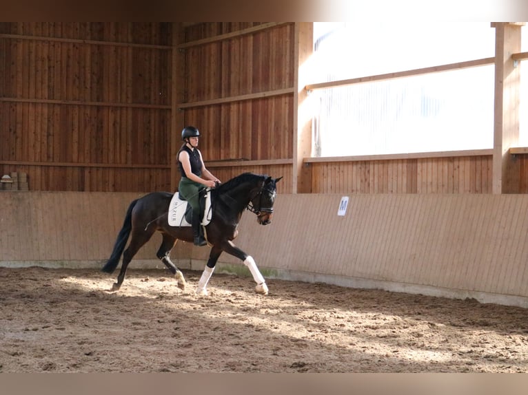 Westfale Wallach 4 Jahre 166 cm in F&#xFC;rstenau