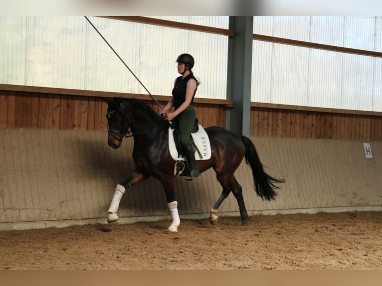 Westfale Wallach 4 Jahre 166 cm in F&#xFC;rstenau