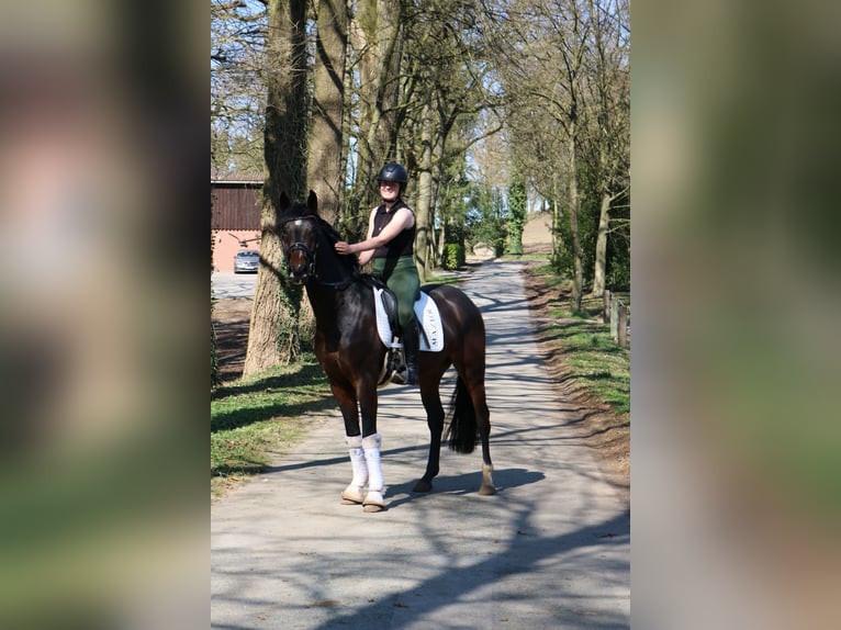 Westfale Wallach 4 Jahre 166 cm in F&#xFC;rstenau