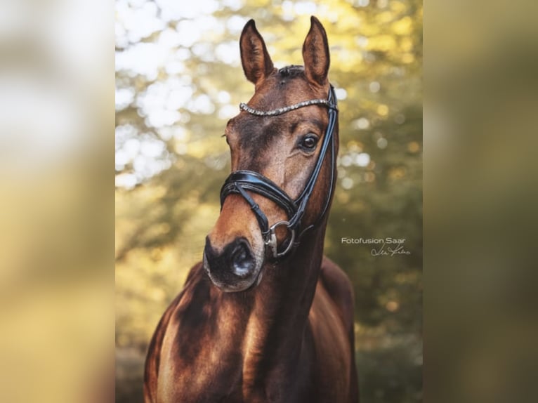 Westfale Wallach 4 Jahre 166 cm Dunkelbrauner in Perl