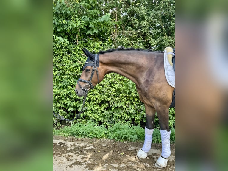 Westfale Wallach 4 Jahre 166 cm Dunkelbrauner in Sankt Wendel