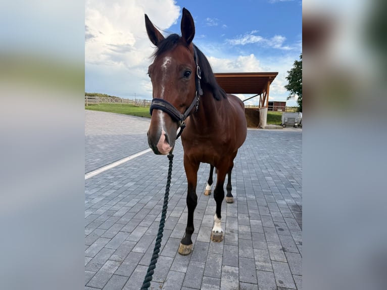 Westfale Wallach 4 Jahre 166 cm Dunkelbrauner in Dornburg