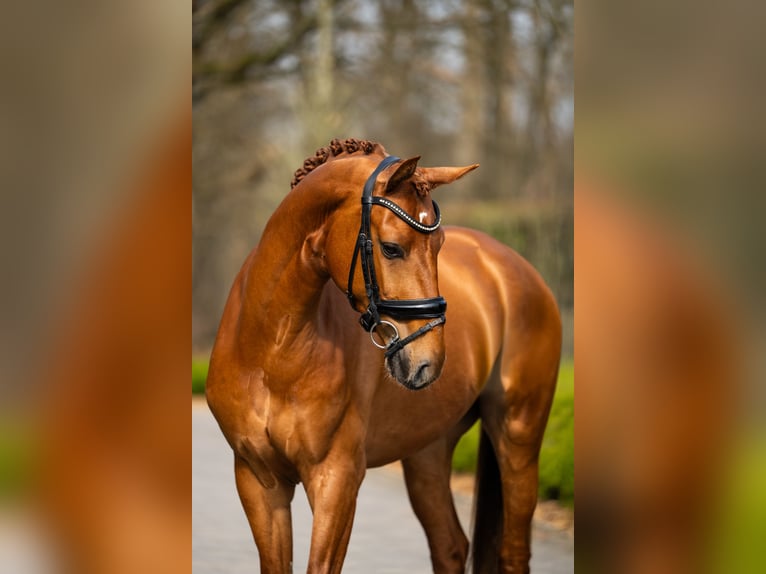 Westfale Wallach 4 Jahre 166 cm Dunkelfuchs in Mol